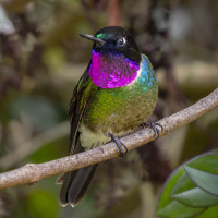 Amethyst-throated Sunangel